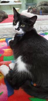 Rescue Domestic Short Hair Cats for Adoption in Hot Springs, Arkansas - Swayze | PetCurious