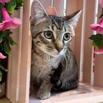 Pinky Gonzalez -  Tabby and Domestic Short Hair Cat for Adoption in Friendswood, Texas - Pinky Gonzalez | PetCurious