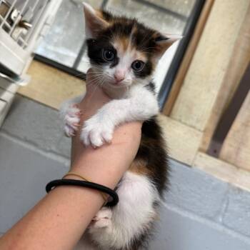 Masala -  Domestic Short Hair Cat for Adoption in New York, New York - Masala | PetCurious