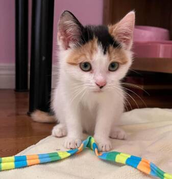 Missy -  Domestic Short Hair Cat Available for Adoption in Toronto, Ontario - Missy | PetCurious