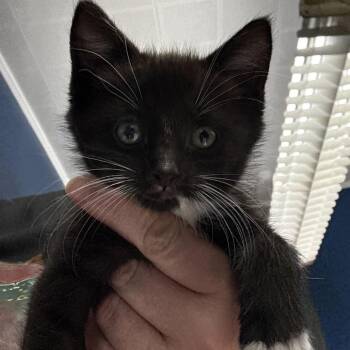 Domestic Short Hair Cats Available for Adoption in Summerlee, West Virginia - Dante | PetCurious