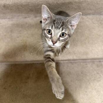 Dragon CM 5/26 -  Tabby Cat for Adoption - Dragon CM 5/26 | PetCurious