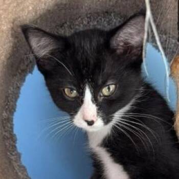 Orca Baby 5 -  Domestic Short Hair Cat for Adoption in Briarcliff Manor, New York - Orca Baby 5 | PetCurious