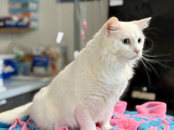 Domestic Medium Hair Cats Available for Adoption in New Kensington, Pennsylvania - Hedda | PetCurious