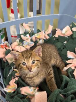 Domestic Short Hair Cats Available for Adoption in Auburn, Indiana - Ash | PetCurious