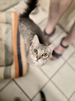 Twyla -  Domestic Medium Hair Cat for Adoption in Melville, New York - Twyla | PetCurious