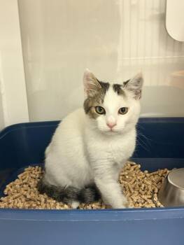 Rescue Domestic Short Hair Cats for Adoption in Hayward, California - MATER | PetCurious