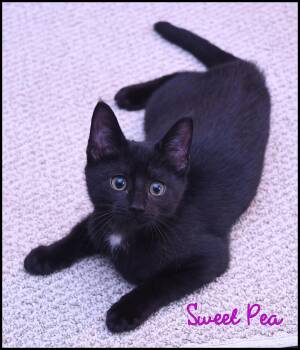 Sweet Pea -  Domestic Short Hair Cat for Adoption in Wadsworth, Ohio - Sweet Pea | PetCurious