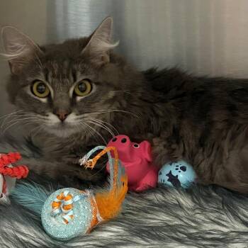 Domestic Medium Hair Cats Available for Adoption in East Hanover, New Jersey - Miss Newark | PetCurious