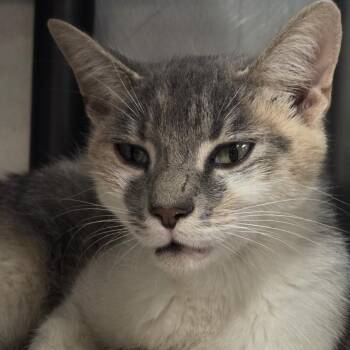 Vera Bradley -  Domestic Short Hair Cat for Adoption in Voorhees Township, New Jersey - Vera Bradley | PetCurious