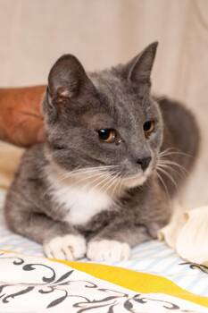 Miss Kitty -  Domestic Short Hair Cat for Adoption in Cardwell, Montana - Miss Kitty | PetCurious