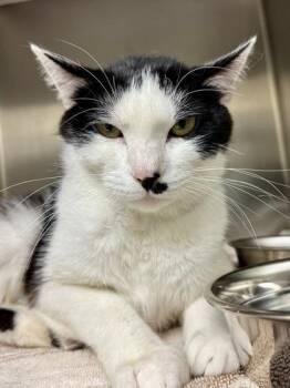 Alice -  Domestic Short Hair Cat for Adoption in Wichita, Kansas - Alice | PetCurious