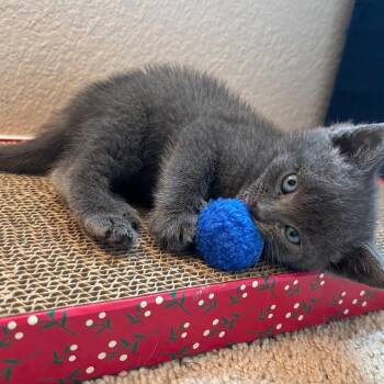 Domestic Short Hair and Russian Blue Cats Available for Adoption - Eddie | PetCurious
