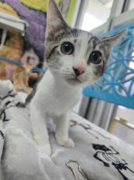 Baxter -  Domestic Short Hair Cat for Adoption in Savannah, Georgia - Baxter | PetCurious