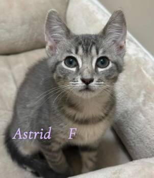 Rescue Domestic Short Hair Cats for Adoption in Darien, Georgia - Astrid | PetCurious