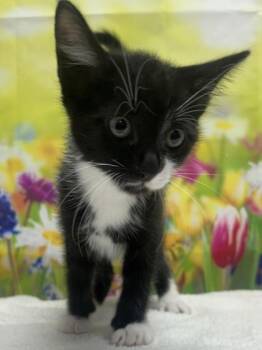 Domestic Short Hair Cats Available for Adoption in San Antonio, Texas - Jax | PetCurious
