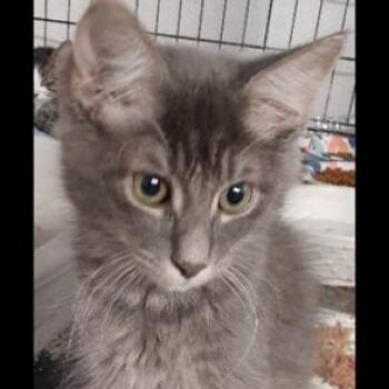 Leroy -  Domestic Medium Hair Cat for Adoption in Richmond, Virginia - Leroy | PetCurious