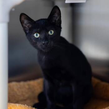 Midnight -  Domestic Short Hair Cat for Adoption - Midnight | PetCurious