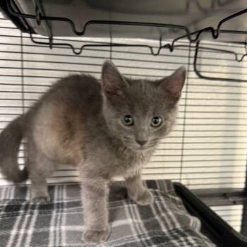 Steely -  Domestic Short Hair Cat for Adoption in Hampton Bays, New York - Steely | PetCurious