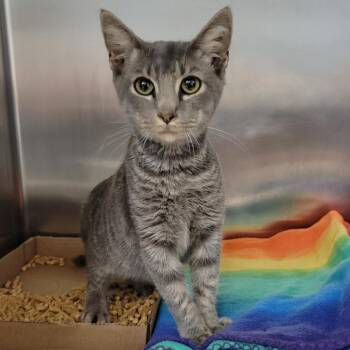 Stone -  Domestic Short Hair Cat for Adoption in Chattanooga, Tennessee - Stone | PetCurious