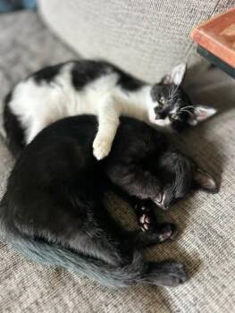 Chaos -  Domestic Short Hair Cat for Adoption in Kettering, Ohio - Chaos | PetCurious