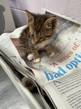JOHANNA -  Domestic Short Hair Cat for Adoption in Jacksonville, Florida - JOHANNA | PetCurious