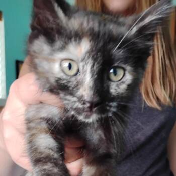 Lavender -  Domestic Short Hair Cat for Adoption in Grantsville, Utah - Lavender | PetCurious
