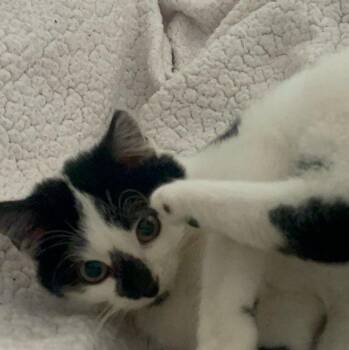 Domestic Short Hair Cats Available for Adoption - Rebecca | PetCurious