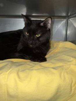 Denny -  Domestic Short Hair Cat for Adoption in Morristown, New Jersey - Denny | PetCurious