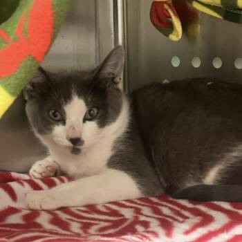 Binx -  Domestic Short Hair Cat for Adoption in Port Townsend, Washington - Binx | PetCurious