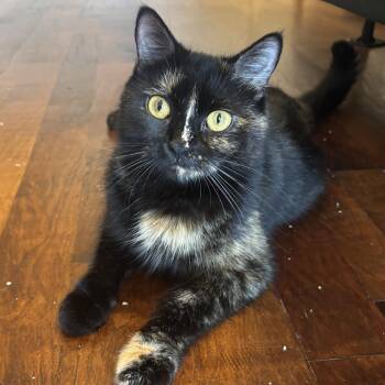 Domestic Short Hair Cats Available for Adoption in Bryan, Texas - Mama Lululemon  | PetCurious