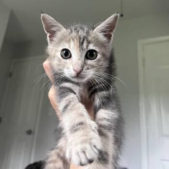 Bergamot (Citrus) -  Domestic Short Hair Cat for Adoption in Charlotte, North Carolina - Bergamot (Citrus) | PetCurious