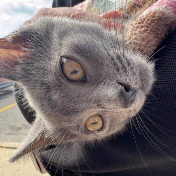 Russ Daniel 56560 -  Domestic Short Hair Cat for Adoption in Eaton Rapids, Michigan - Russ Daniel 56560 | PetCurious