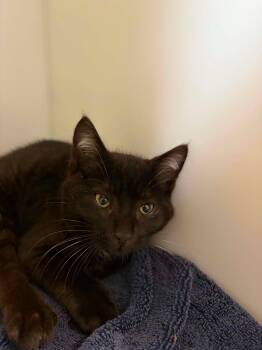 Marcel -  Domestic Short Hair Cat for Adoption in Delson, Quebec - Marcel | PetCurious