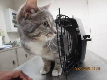 Domestic Short Hair Cats Available for Adoption in Marietta, Georgia - Chevron (622) | PetCurious