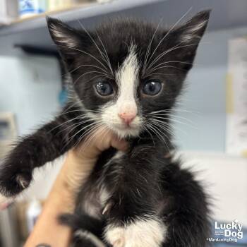 Domestic Short Hair Cats Available for Adoption in Washington, District Of Columbia - Frog | PetCurious