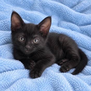 Shelly -  Domestic Short Hair Cat for Adoption in Tucson, Arizona - Shelly | PetCurious
