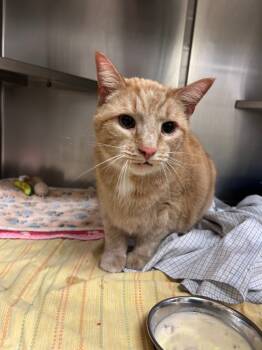 Rescue Domestic Short Hair Cats for Adoption in Mineral, Virginia - Mr. C. | PetCurious