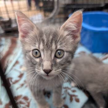 Rescue American Shorthair Cats for Adoption in West Plains, Missouri - Sleek | PetCurious