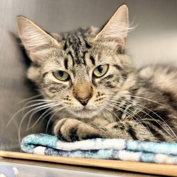 Strawberry -  Domestic Medium Hair Cat for Adoption in Stafford Township, New Jersey - Strawberry | PetCurious
