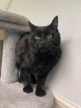 Hex and Tato -  Domestic Short Hair Cat for Adoption in Rochester, New Hampshire - Hex And Tato | PetCurious