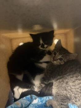 Pull It -  Domestic Short Hair Cat for Adoption in Bellevue, Washington - Pull It | PetCurious