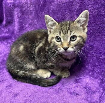 Domestic Short Hair Cats Available for Adoption in Jackson, Michigan - Cactus | PetCurious