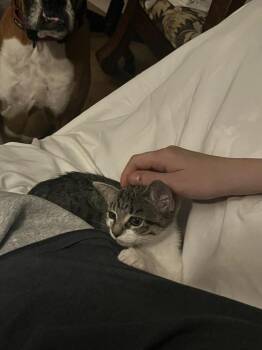 ANDIE -  Domestic Short Hair Cat for Adoption in Broomfield, Colorado - ANDIE | PetCurious