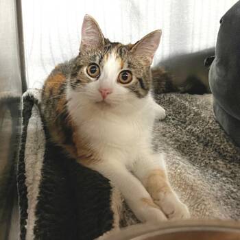 Kylie -  Domestic Medium Hair Cat for Adoption in Redwood City, California - Kylie | PetCurious