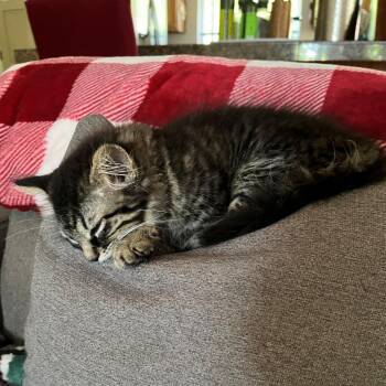 Sasha (bonded to Stormy) -  Domestic Long Hair Cat Available for Adoption in Santa Rosa, California - Sasha (bonded To Stormy) | PetCurious