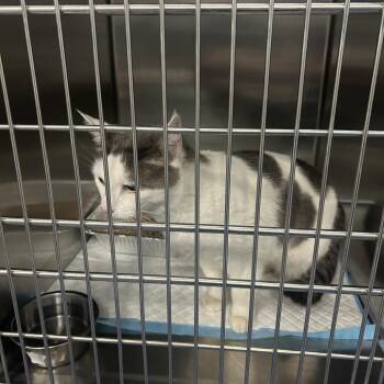 Lawn -  Domestic Short Hair Cat for Adoption in Greensboro, North Carolina - Lawn | PetCurious