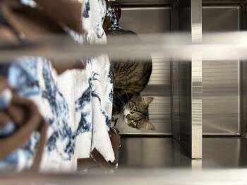 Rescue Domestic Long Hair Cats for Adoption in Liberty, Missouri - **FOUND** | PetCurious