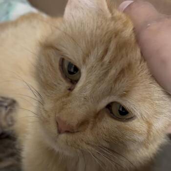 Miso ARC26 - 398 -  Domestic Short Hair Cat for Adoption in Akron, New York - Miso ARC26 - 398 | PetCurious