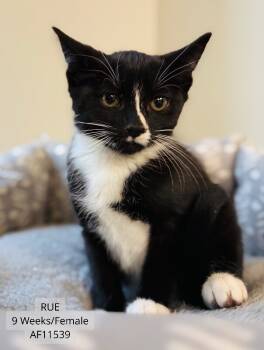 Rescue Domestic Short Hair Cats for Adoption - Rue | PetCurious